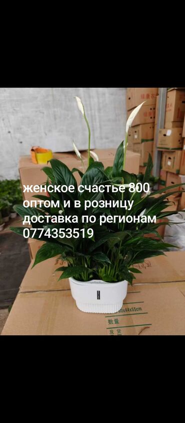 офисный диваны: Спатифиллум «Женское счастье» в декоративном горшке. - Пышный куст с