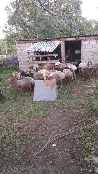 козы заненские: Продаю | Овца (самка), Ягненок, Баран (самец) | Арашан | Для разведения | Матка