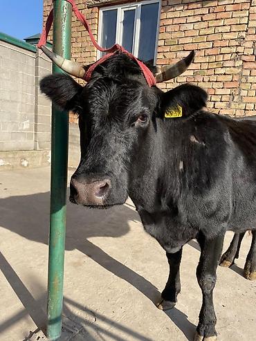 Коровы, быки: Продаю | Корова (самка) | Для молока | Привязанные at lalafo.kg — 4 Коровы, быки: Продаю | Корова (самка) | Для молока | Привязанные — 4