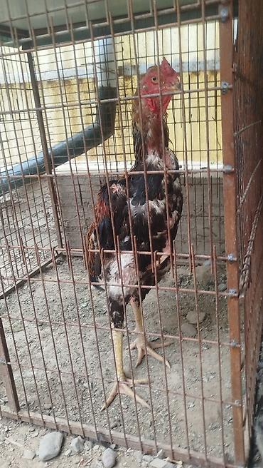 кошка купить бишкек: Продаю | Куры — 5
