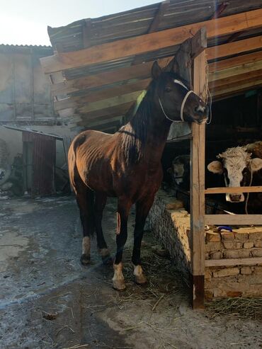Лошади, кони: Продаю | Конь (самец) | Конный спорт