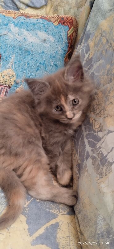 Продажа кошек: Мейн-Куны.🥰 Предлагается на продажу чистокровная девочка Мейн-Куна в