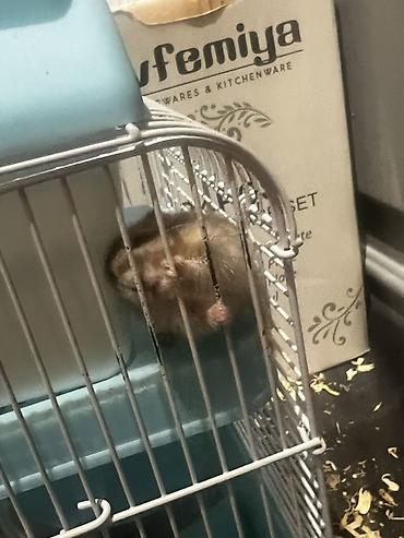ev itləri balaca: 7 Hamster + qəfəs dəsti - Növbənöv xırda gəmirici üçün uyğun hamster — 6