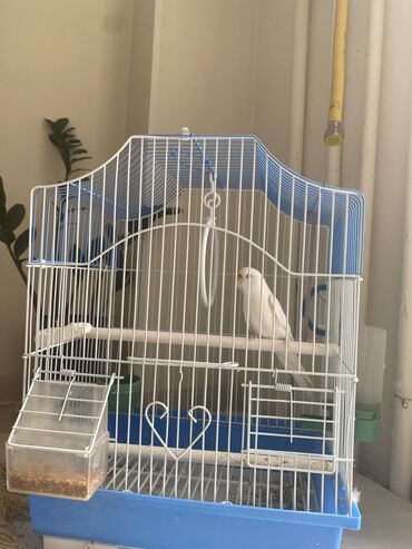 купить куры брама: 2500 сом клетка + попугай 🦜