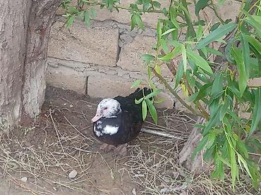 bakida cins ineklerin satisi: Elim yandida satılir tecili köcle baglı 4 qaz 1erkek 3disi hal hazırda — 2