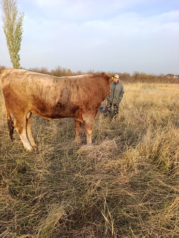 цены породистых собак: Сатам | Бука (эркек)