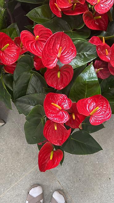 Антуриум (Anthurium andraeanum) с крупными ярко‑красными покрывалами и lalafo.kg да Антуриум (Anthurium andraeanum) с крупными ярко‑красными покрывалами и