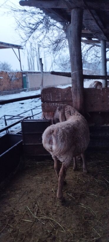 Бараны, овцы: Продаю | Баран (самец) | Для разведения | Осеменитель at lalafo.kg — 11 Бараны, овцы: Продаю | Баран (самец) | Для разведения | Осеменитель — 11