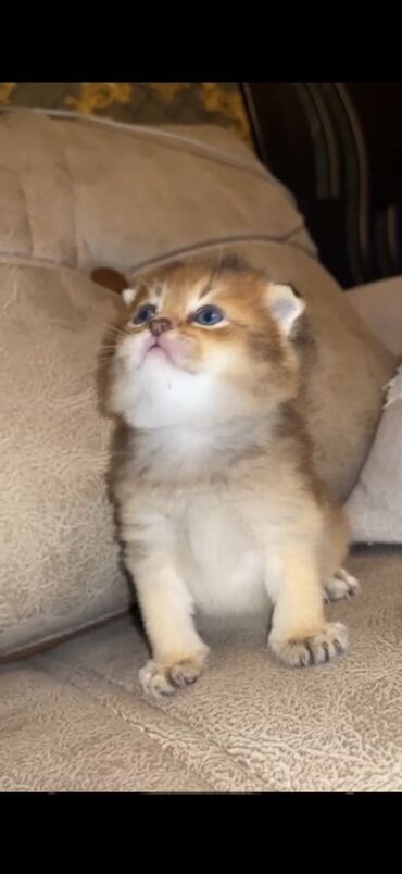 кот в добрые руки: Британская