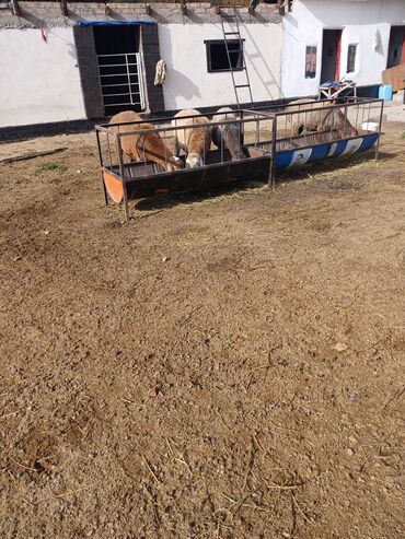 продам домик для кошки: Кормушка для овец/коз из металлической бочки - Двухсекционная длинная