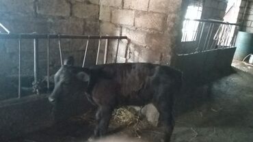 Физика: 2aylıq.anqus ivanofqa mələzi.erkəkdi