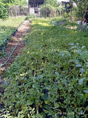 Другие услуги: Ищу бизнес партнера, инвестора, для выращивания овощей (открытый — 15