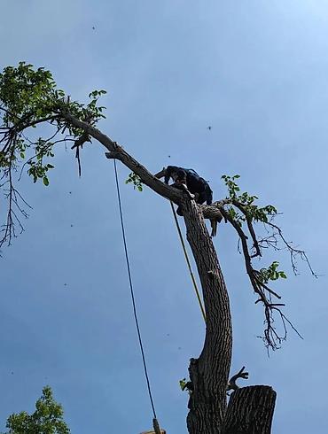 Спил деревьев, заготовка дров: Спил деревьев любой сложности. Промышленный альпинизм и верхолазные at lalafo.kg — 7 Спил деревьев, заготовка дров: Спил деревьев любой сложности. Промышленный альпинизм и верхолазные — 7