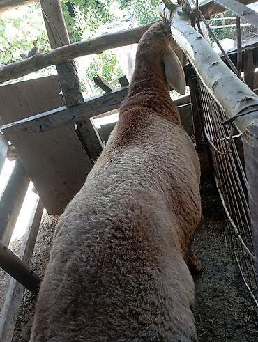 бельгийский бык: Продаю | Овца (самка) | На забой — 3