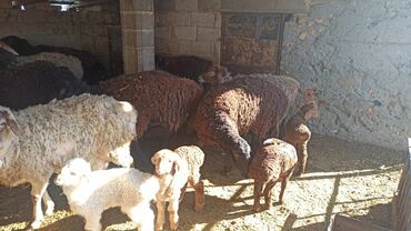 Бараны, овцы: Продаю | Овца (самка), Ягненок | Для разведения | Матка