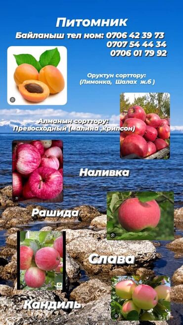 сушенный абрикос: Абрикосы Лимонка, В розницу