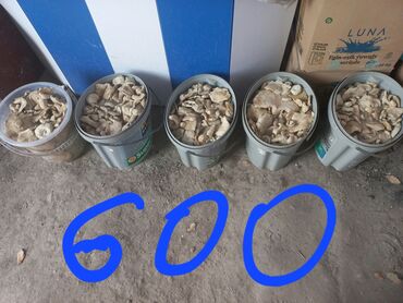 где купить качественный мицелий вешенки: Грибы Вешенки