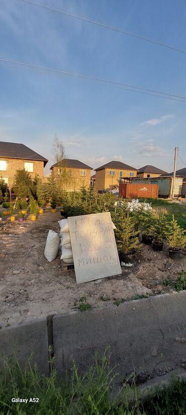 Декоративные деревья: Саженцы деревьев: Ели, Платная доставка — 9