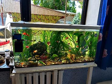 рыбки аквариумы: 🐠 Аквариум с рыбками и растениями Продам большой, полностью — 1