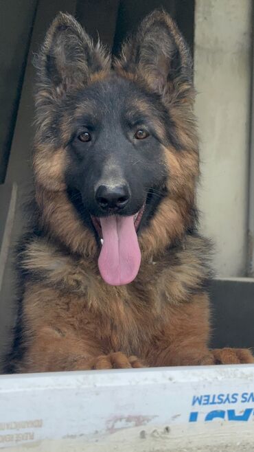 İtlər: Alman çoban iti, 1 il, Dişi, Peyvəndli — 1
