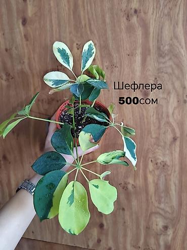 Другие комнатные растения: Комнатные растения — саженцы и черенки. 1) Живое дерево (лечебное) — — 8