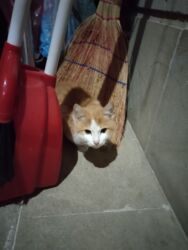 шотландская серебристая шиншилла купить: Bu kiminse pisiyidi itibdi demir yolun altinda kimindise elaqe