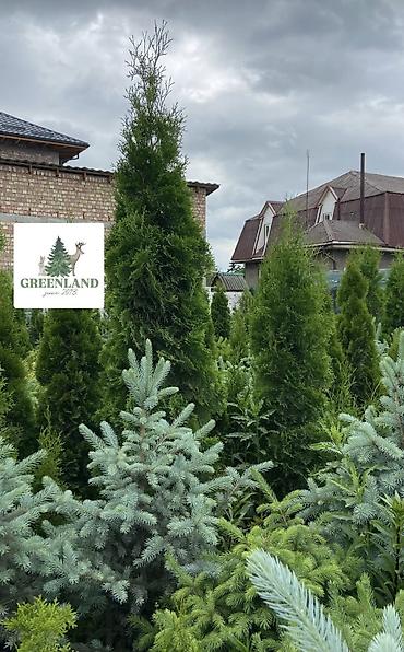 саженцы елки: Продаются декоративные хвойные растения 🌿🌲 -туи от 100 до 300см -ели — 8