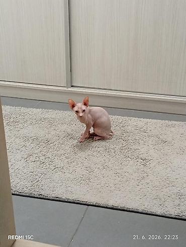 male mace: Preostala su još dva prelepa mužjaka Sphynx mačića stara 3,5 meseca — 4