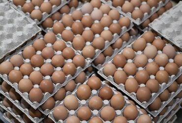 Молочные продукты и яйца: Яйца,жумуртка,тукум,домашние яйца,куриные яйца, продажа от 10 коробок