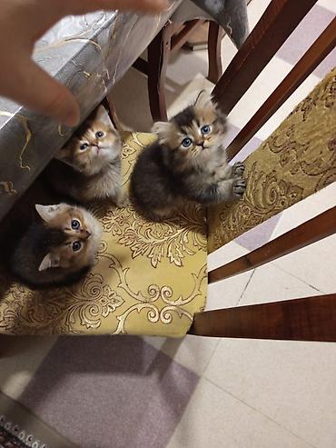 Pişiklər: Qızıl şinşilla — 4