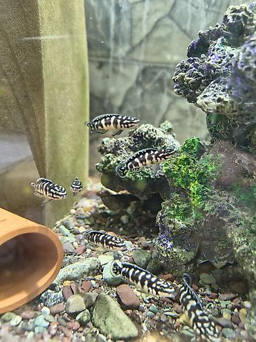 Аквариумы: Мы находимся а Беловодске! Аквариумные рыбки! черепахи тритоны !!!! — 17