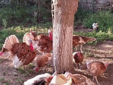 cins inekler azerbaycanda: Kanada Burbon Xoruz Hundişkası
