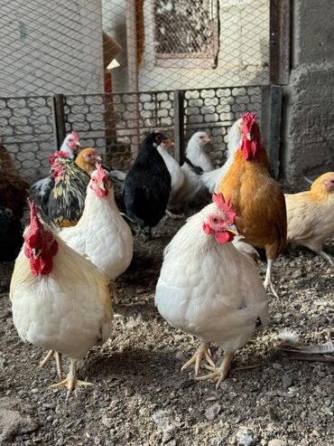 где купить инкубационное яйцо породистых кур: Продам карликов