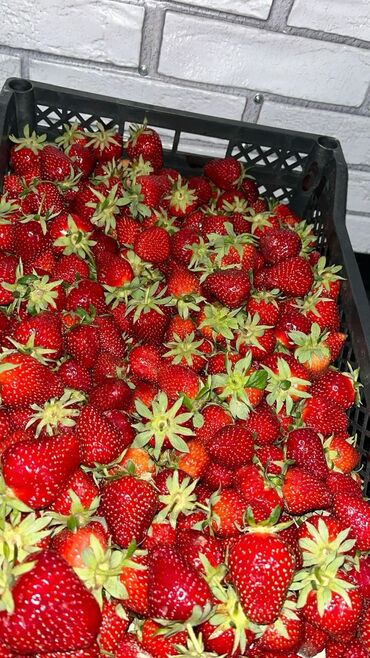 замороженная малина: Көчөттөр : Кулпунай, Өзү алып кетүү, Акылуу жеткирүү