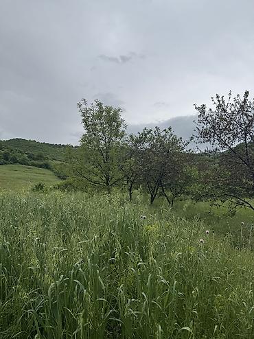 Torpaq sahələrinin satışı: 80 sot, Kənd təsərrüfatı, Mülkiyyətçi, Kupça (Çıxarış), Bələdiyyə — 9