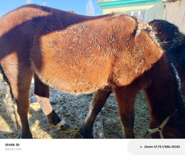 Лошади, кони: Продаю | Жеребец | Полукровка | Для разведения | Племенные — 6