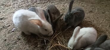 кролики бишкек: Продаю | Крольчиха (самка), Кролик самец, Крольчата | Фландр | На забой, Для разведения | Племенные