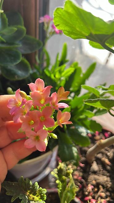 Otaq bitkiləri: Her cure guler var veregliyin baxin ancag xanimlara satiş olur Gencedi — 50