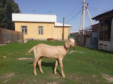 сколько стоит породистая кошка: Продаю | Козлёнок | Полукровка, Битал | Для разведения, Для молока