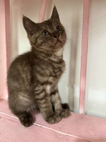 Коты: Продаются котята шотландские мальчики чистокровки родились 25.02.2024