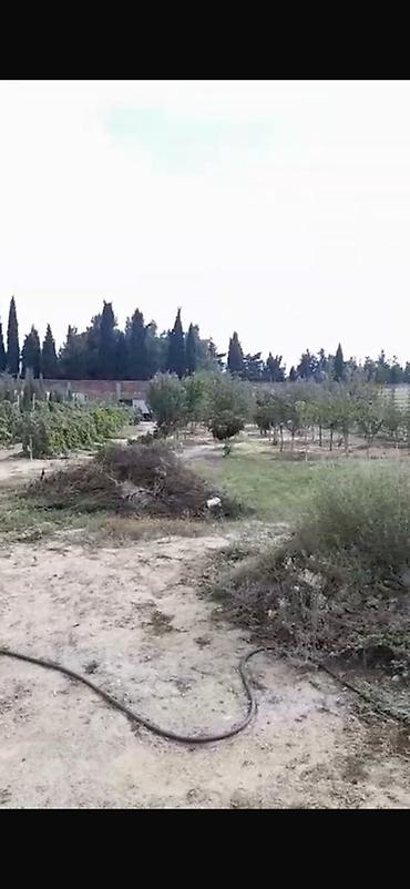 topaq: Kənd təsərrüfatı, Maklerlər narahat etməsin, Kupça (Çıxarış) — 3