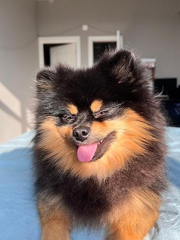 Продажа собак: Шпиц, 2 года, Самец, С прививкой — 8