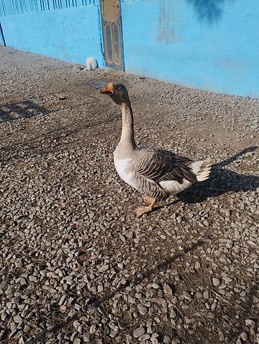 Qazlar: Məhsul: Ev quşları – qaz və hind toyuğu Təsvir:Hinduşka diri çəkisi — 11