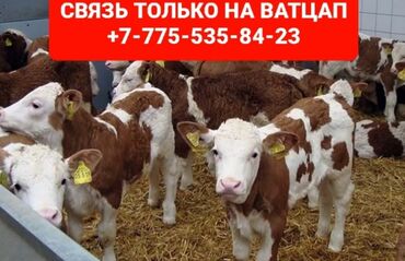 бука алабыз: Бычки тёлки телята ангус сементал белоголовые герефорд аулеколь