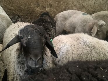 Бараны, овцы: Продаю | Овца (самка), Ягненок, Баран (самец) | Гиссарская, Полукровка, Меринос | На забой, Для разведения | Племенные, Кастрированные, Осеменитель — 12