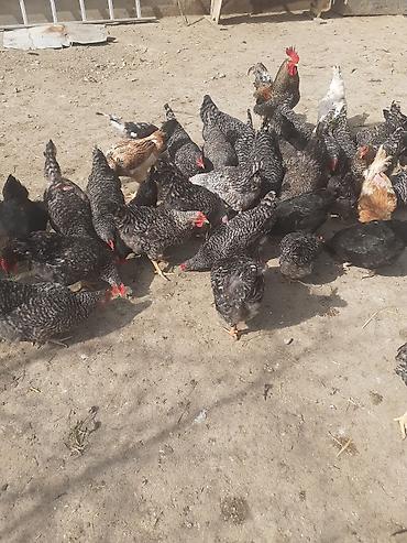 Toyuqlar: Toyuq, Damazlıq -da lalafo.az — 10 Toyuqlar: Toyuq, Damazlıq — 10