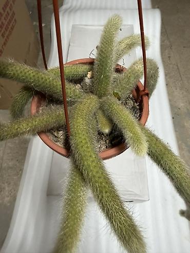 Кактусы: Ампельный кактус Cleistocactus winteri (известен как «золотая крысиная — 1