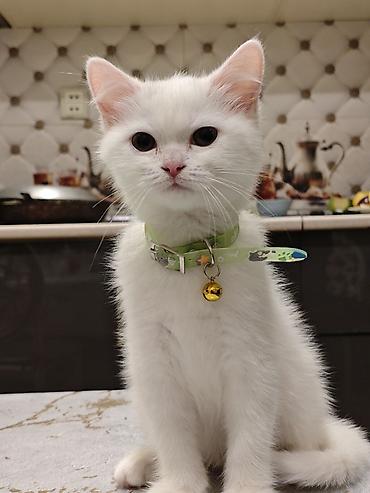 Pişiklər: Dişi -da lalafo.az — 4 Pişiklər: Dişi — 4