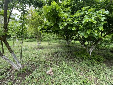 Torpaq sahələrinin satışı: 7 sot, Tikinti, Mülkiyyətçi, Kupça (Çıxarış) -da lalafo.az — 11 Torpaq sahələrinin satışı: 7 sot, Tikinti, Mülkiyyətçi, Kupça (Çıxarış) — 11