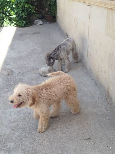 İtlər: Pudel, 10 ay, Erkek — 4